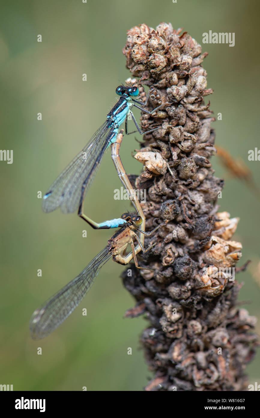 Mating pair of blue-tailed damselflies, (Ischnura elegans ...