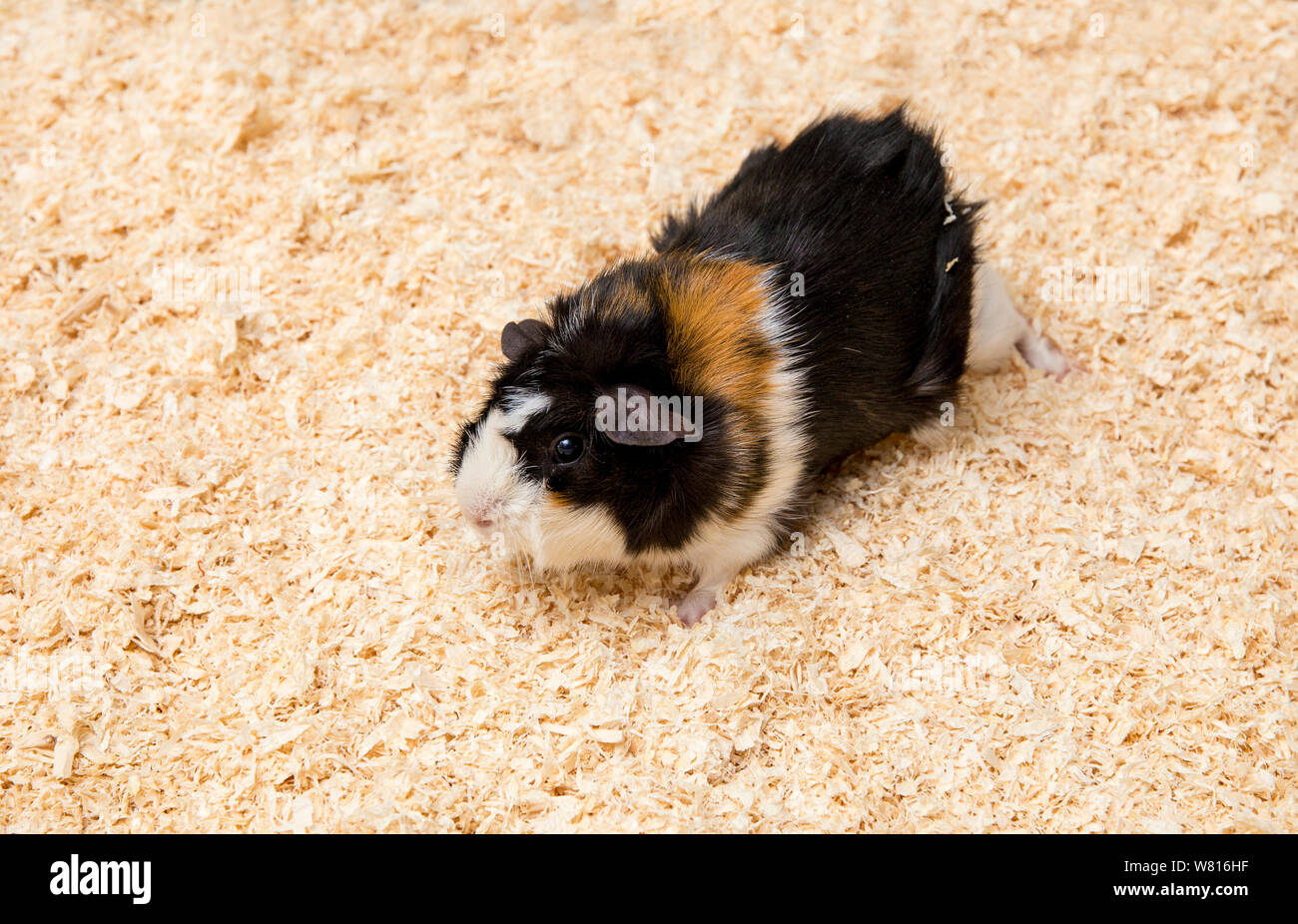 sawdust for guinea pigs
