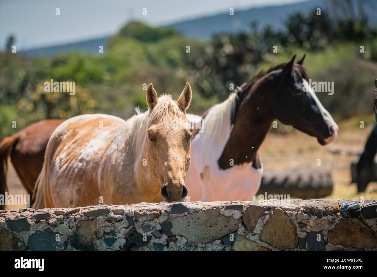 skewbald - brown and white and piebald - black and white horses in a field in mexico Stock Photo