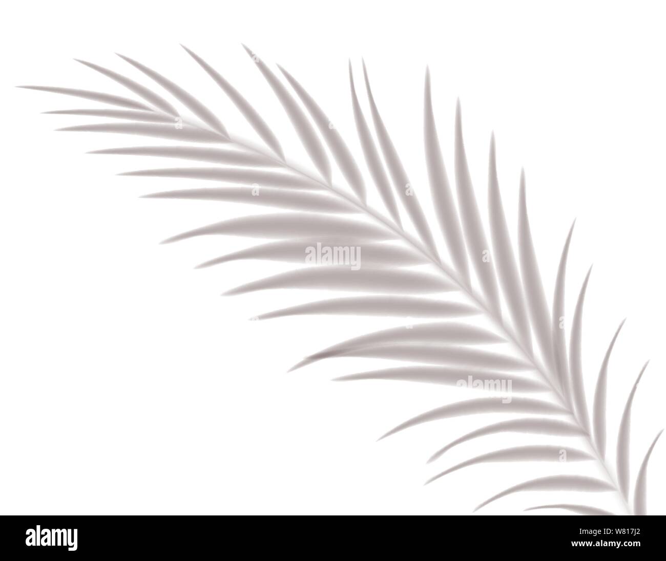 Shadows, overlay effects mock up, leaf of palm tree plant, natural interior light, vector illustration. Stock Vector