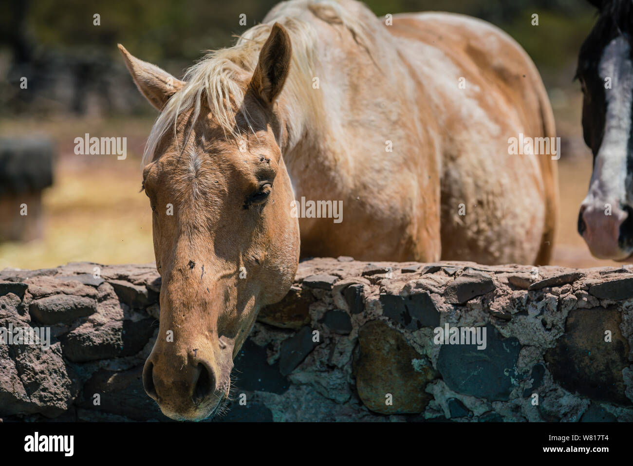 a skewball - brown and white - horse peering over and resting its head on a wall at a ranch. Stock Photo