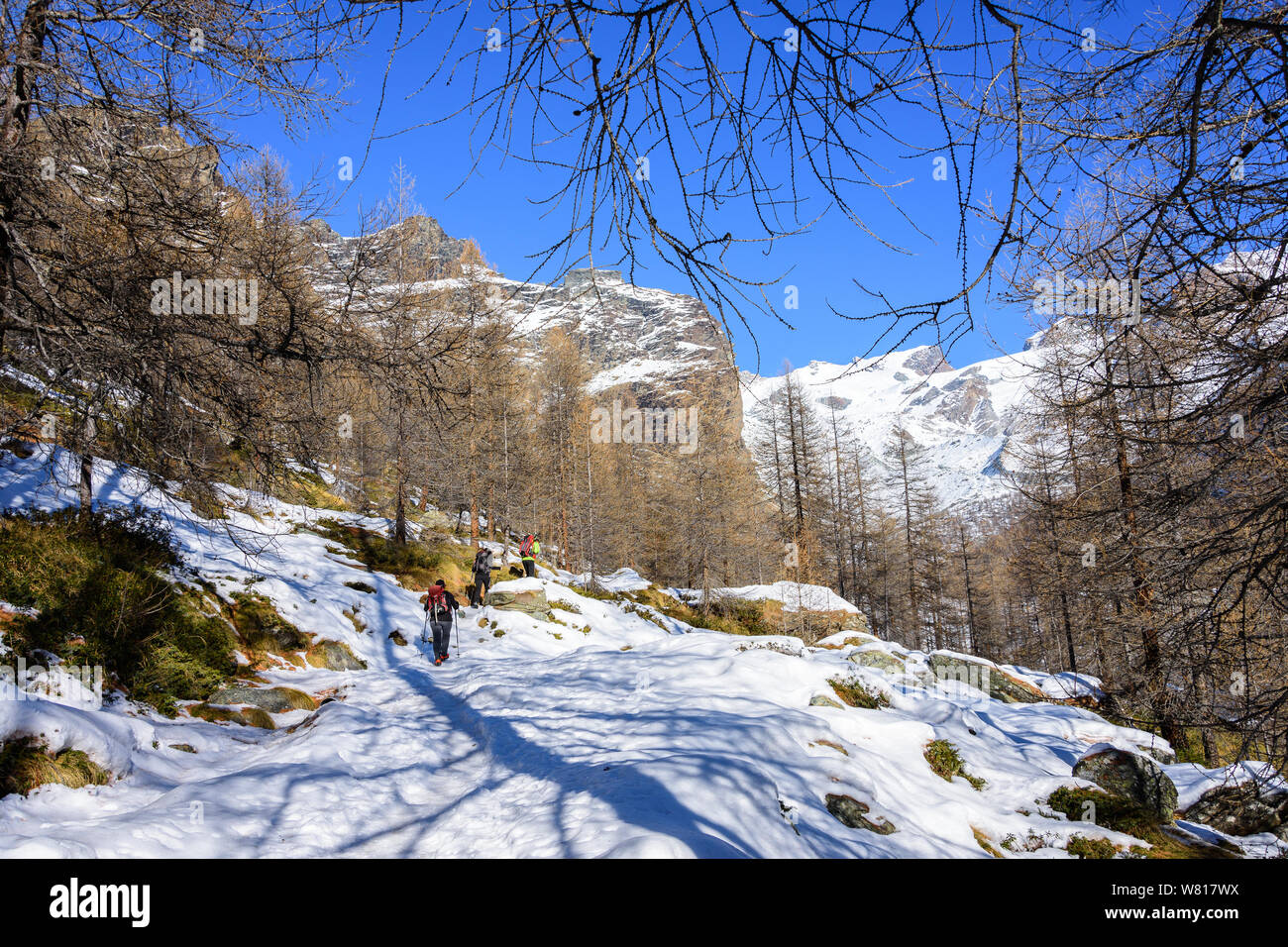 Group of hikers trekking in the mountains of the Alps. The trekkers are going through a snowy forest. Italy Stock Photo