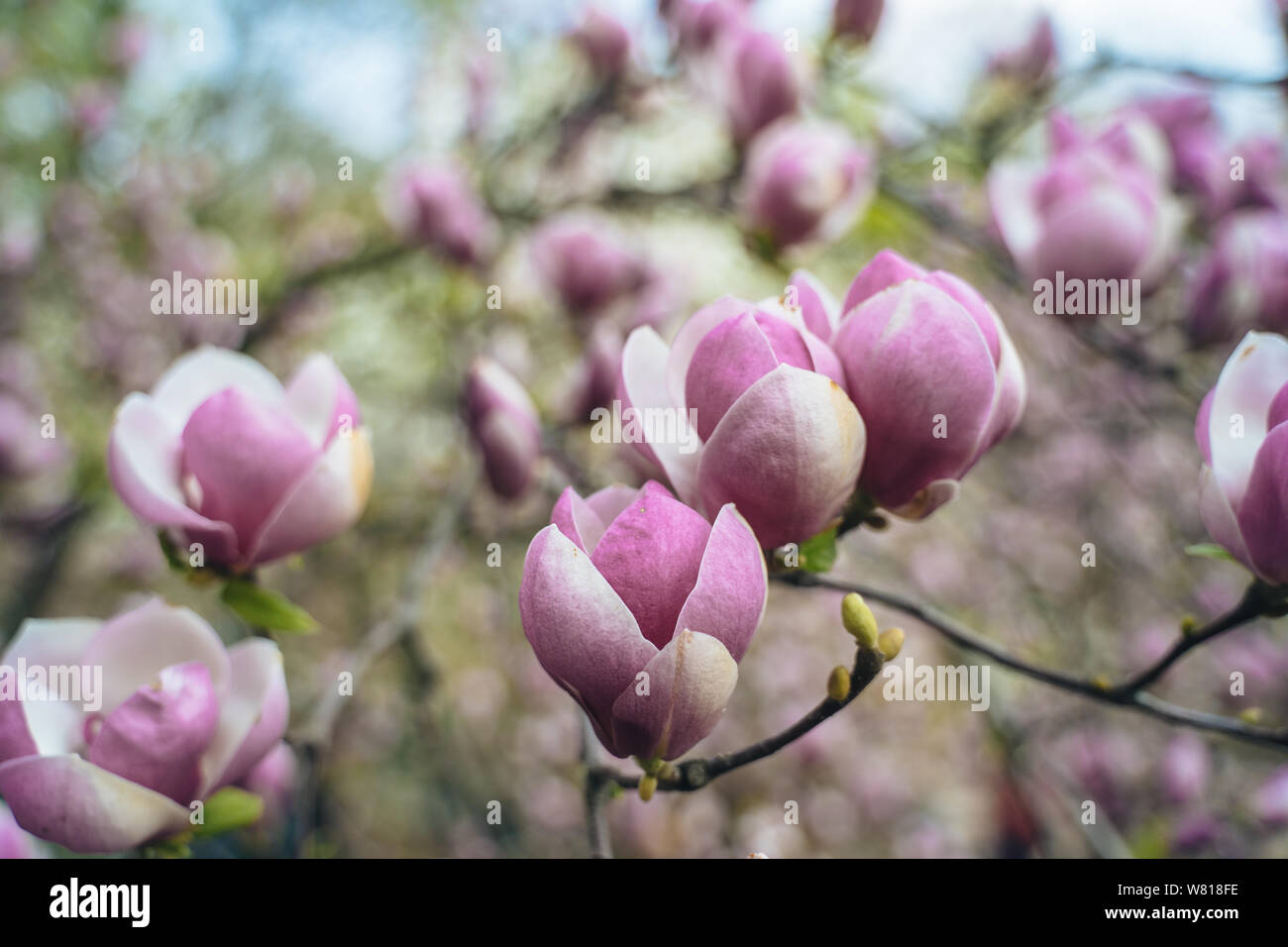 Flowers of pink magnolia. Magnolia tree blossom Stock Photo - Alamy
