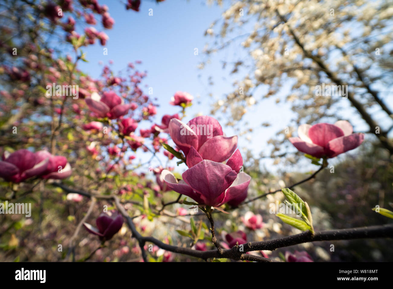 Flowers of pink magnolia. Magnolia tree blossom Stock Photo - Alamy