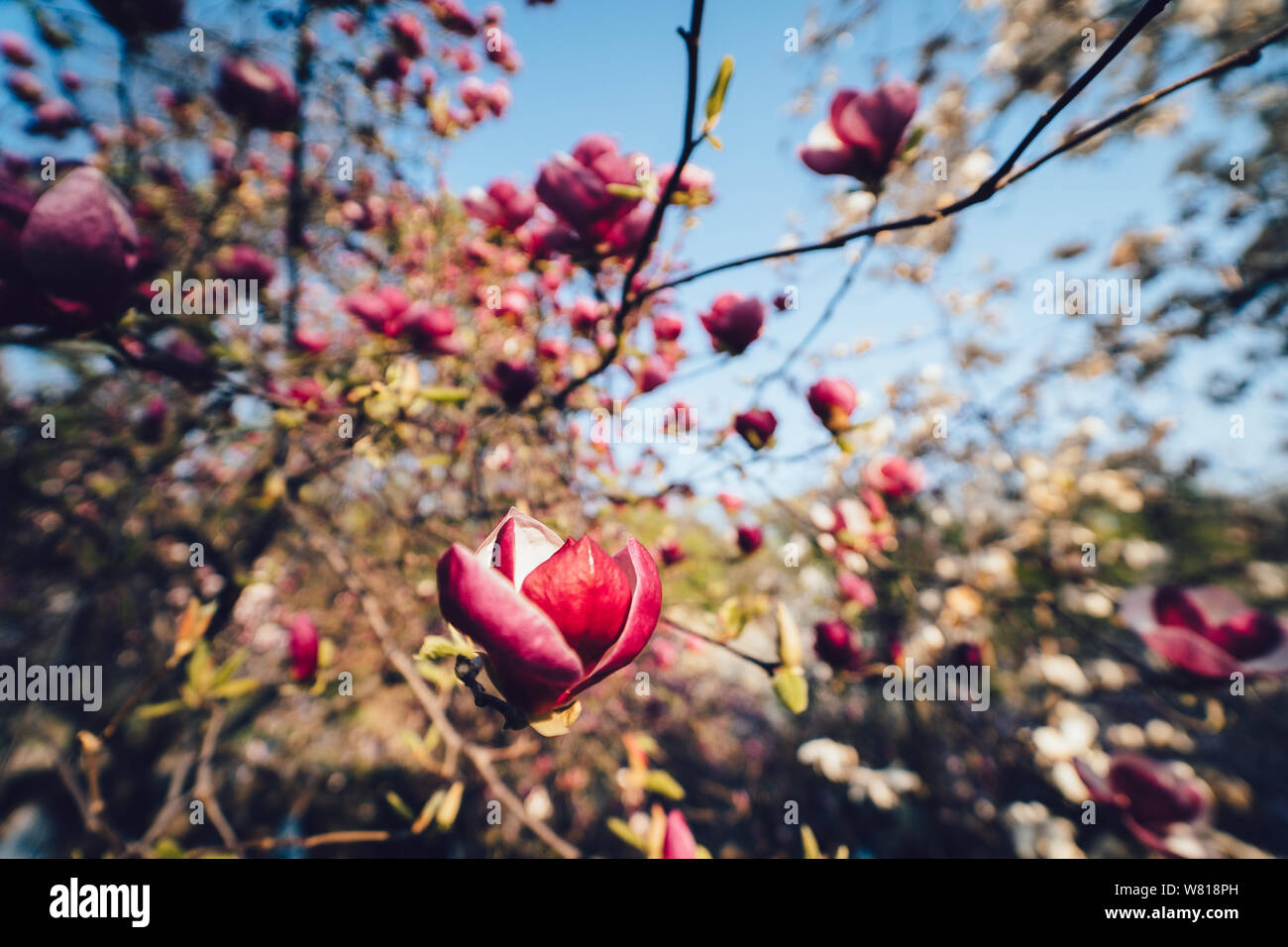 Flowers of pink magnolia. Magnolia tree blossom Stock Photo - Alamy
