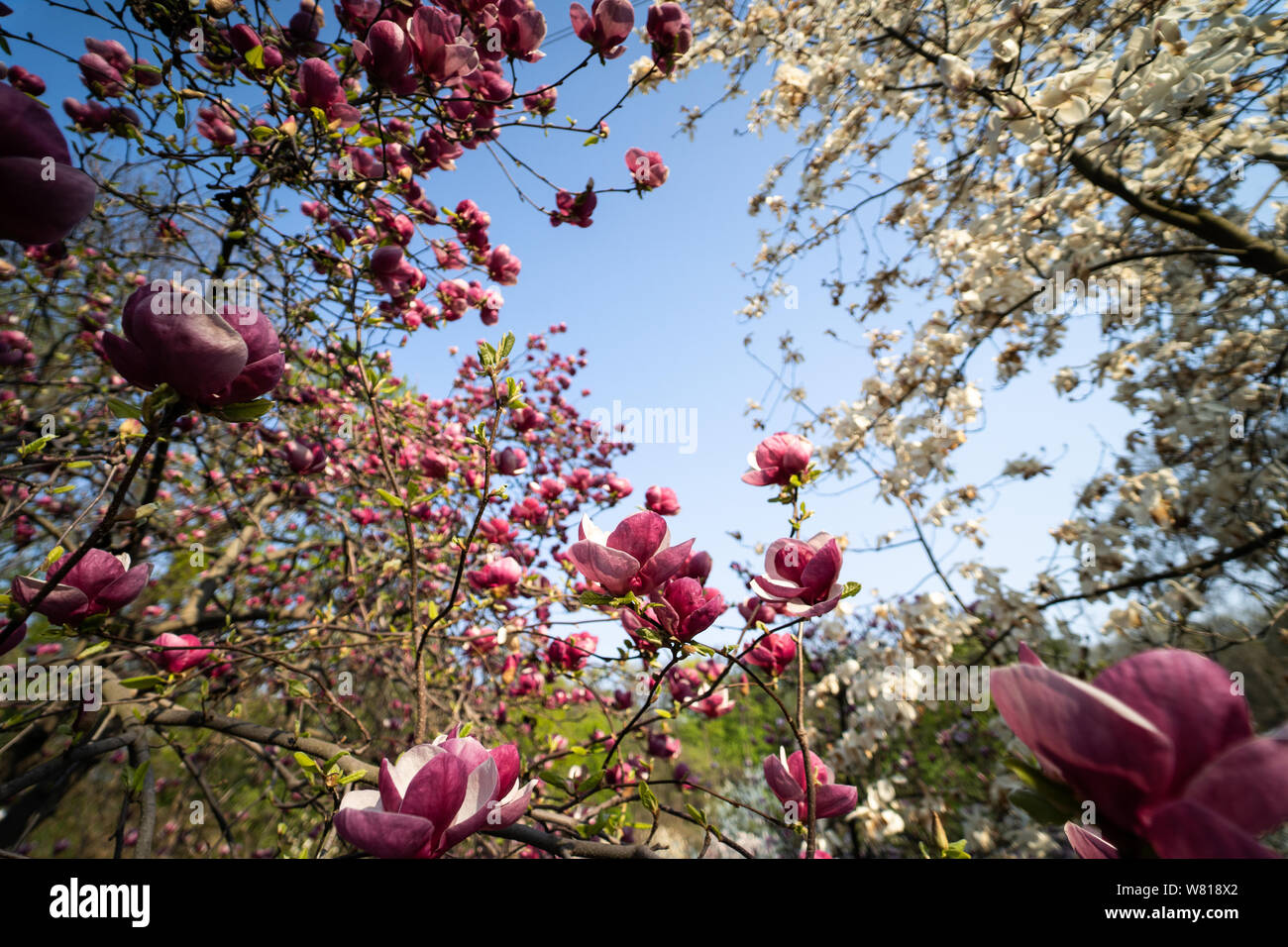 Flowers of pink magnolia. Magnolia tree blossom Stock Photo - Alamy