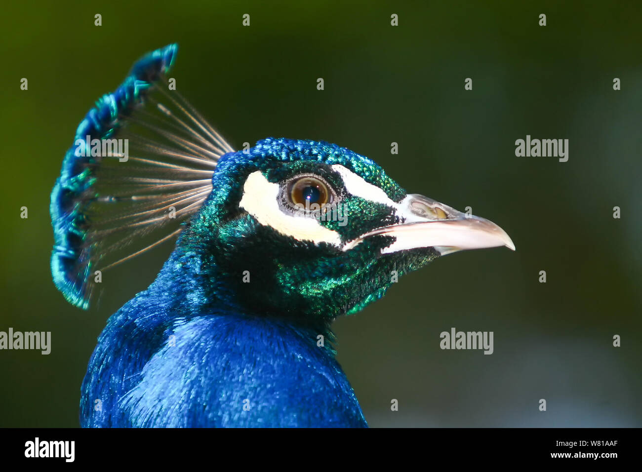 Peacock side view hi-res stock photography and images - Alamy