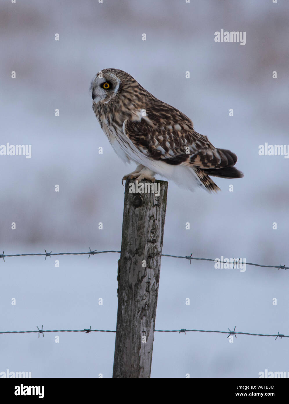 Short Eared Owl in winter with a snowy background perched on a pole. Stock Photo