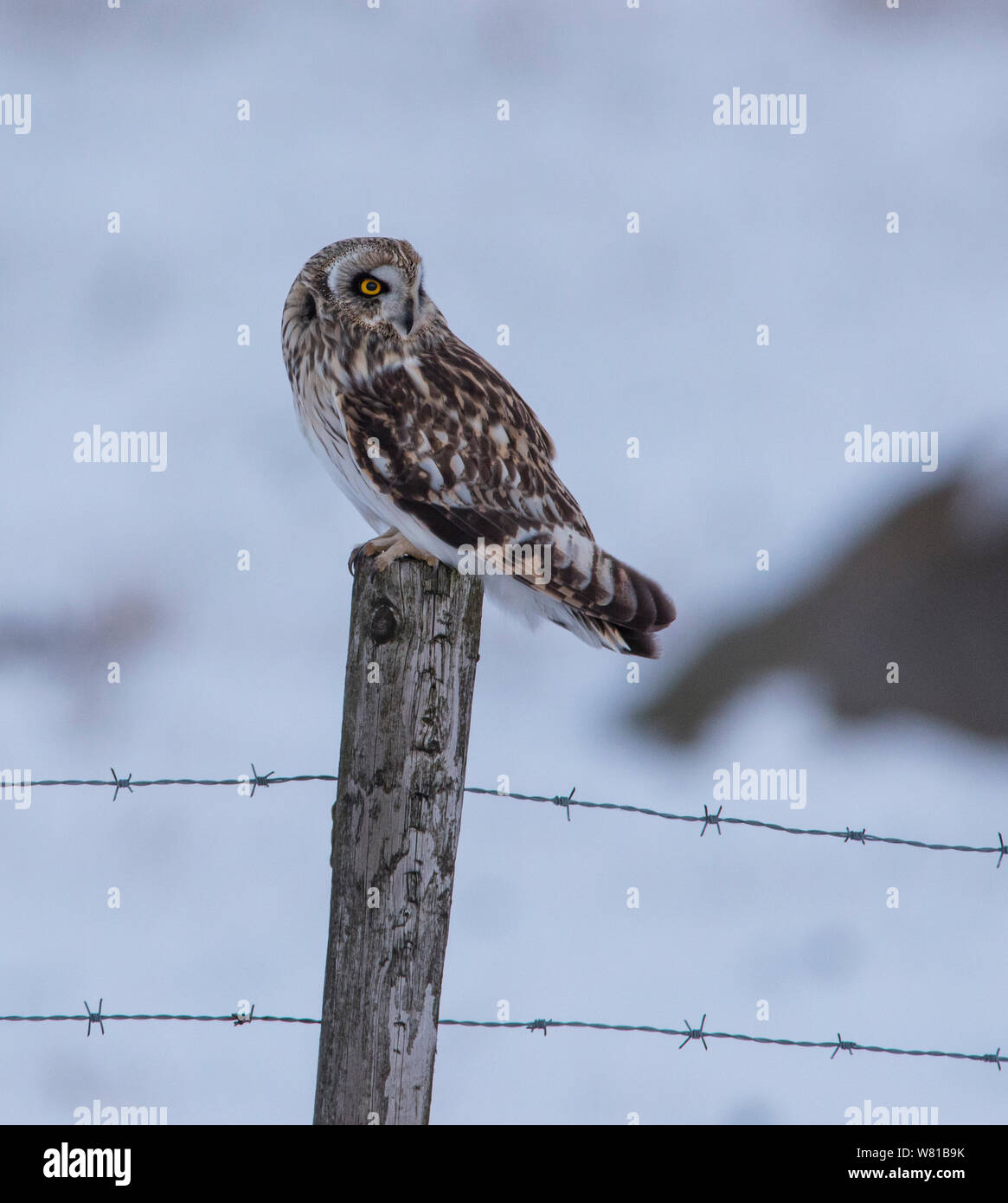 Short Eared Owl in winter with a snowy background perched on a pole. Stock Photo