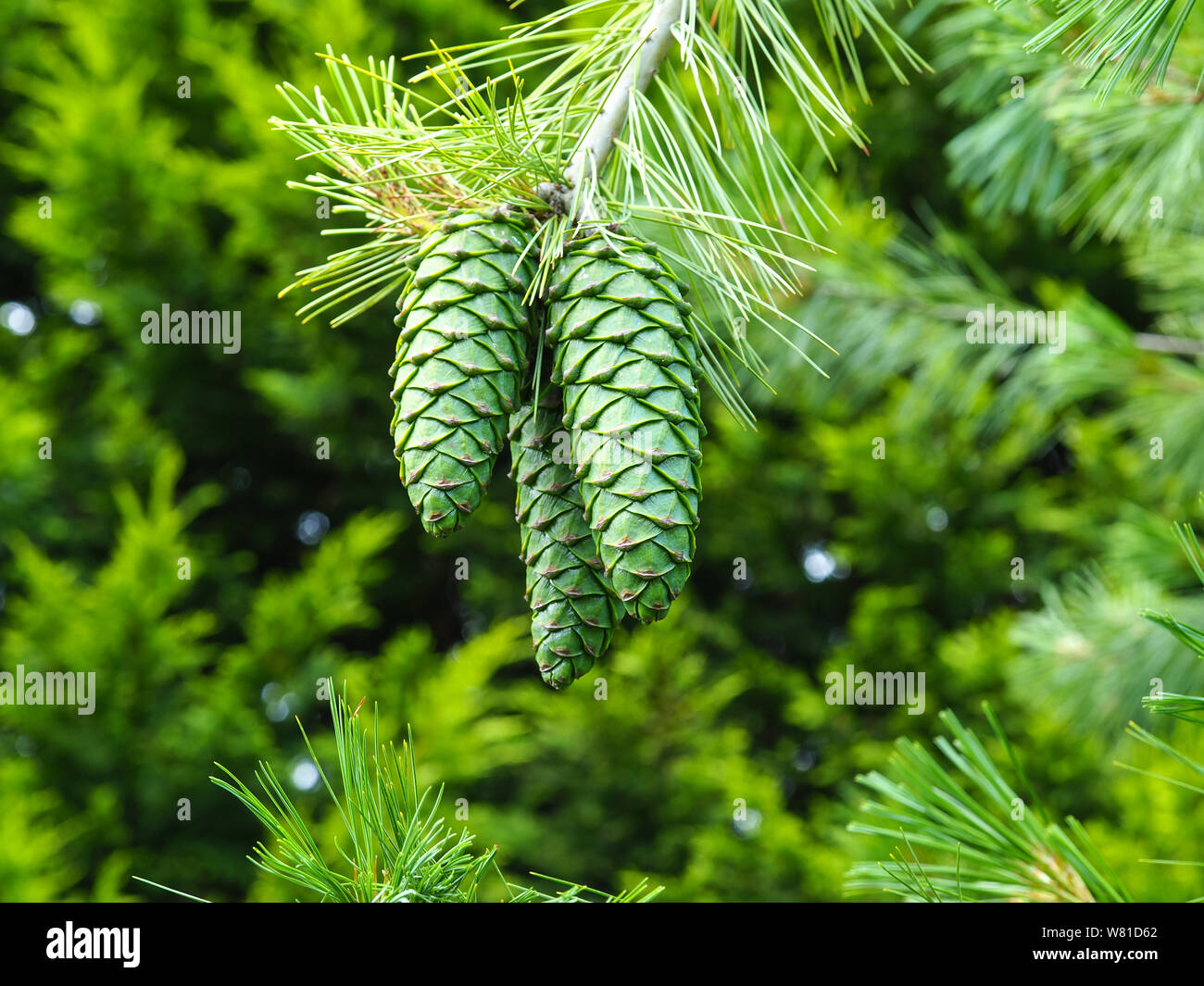 Impressive large green pine cones hanging on a tree branch Stock Photo