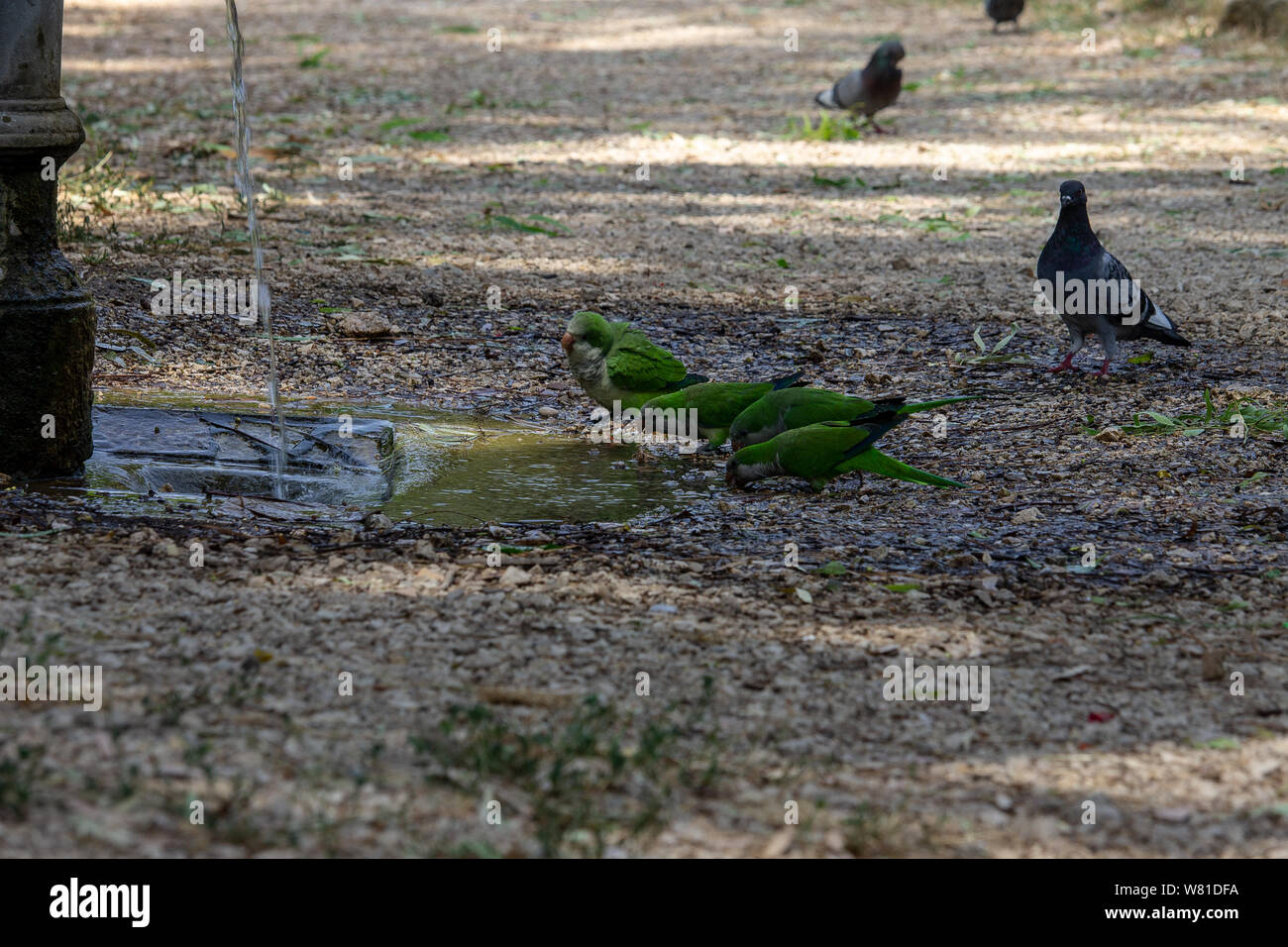 Rome Italy. 30 July 2019. Parrots cool off from the hot weather by