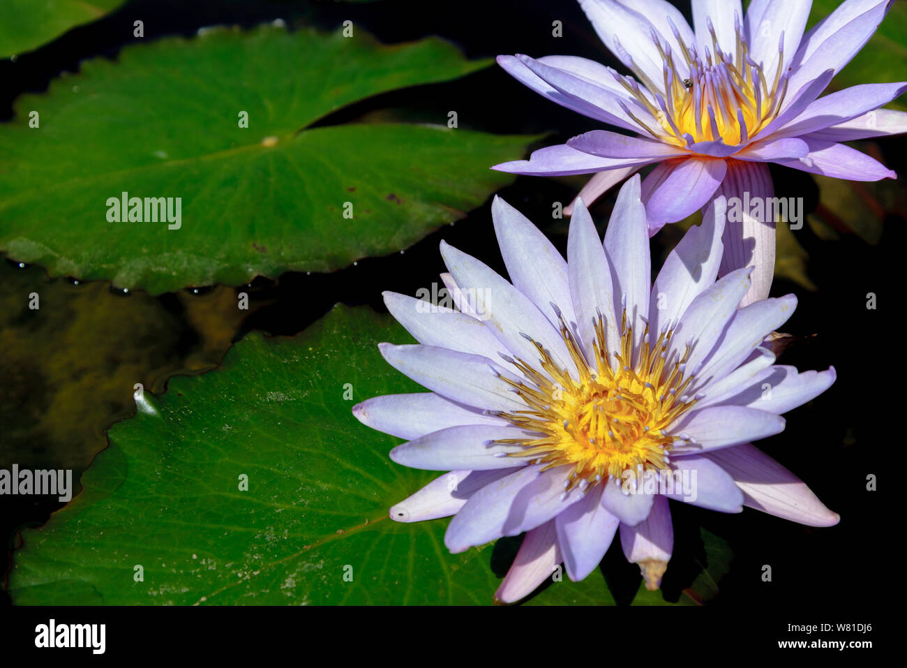 images Purple Water Lily Flower Images https www alamy com colourful vibrant violet and purple blooming lotus growth on dark pond beautiful double water lily on blurry background of leaves float on water image263105422 html