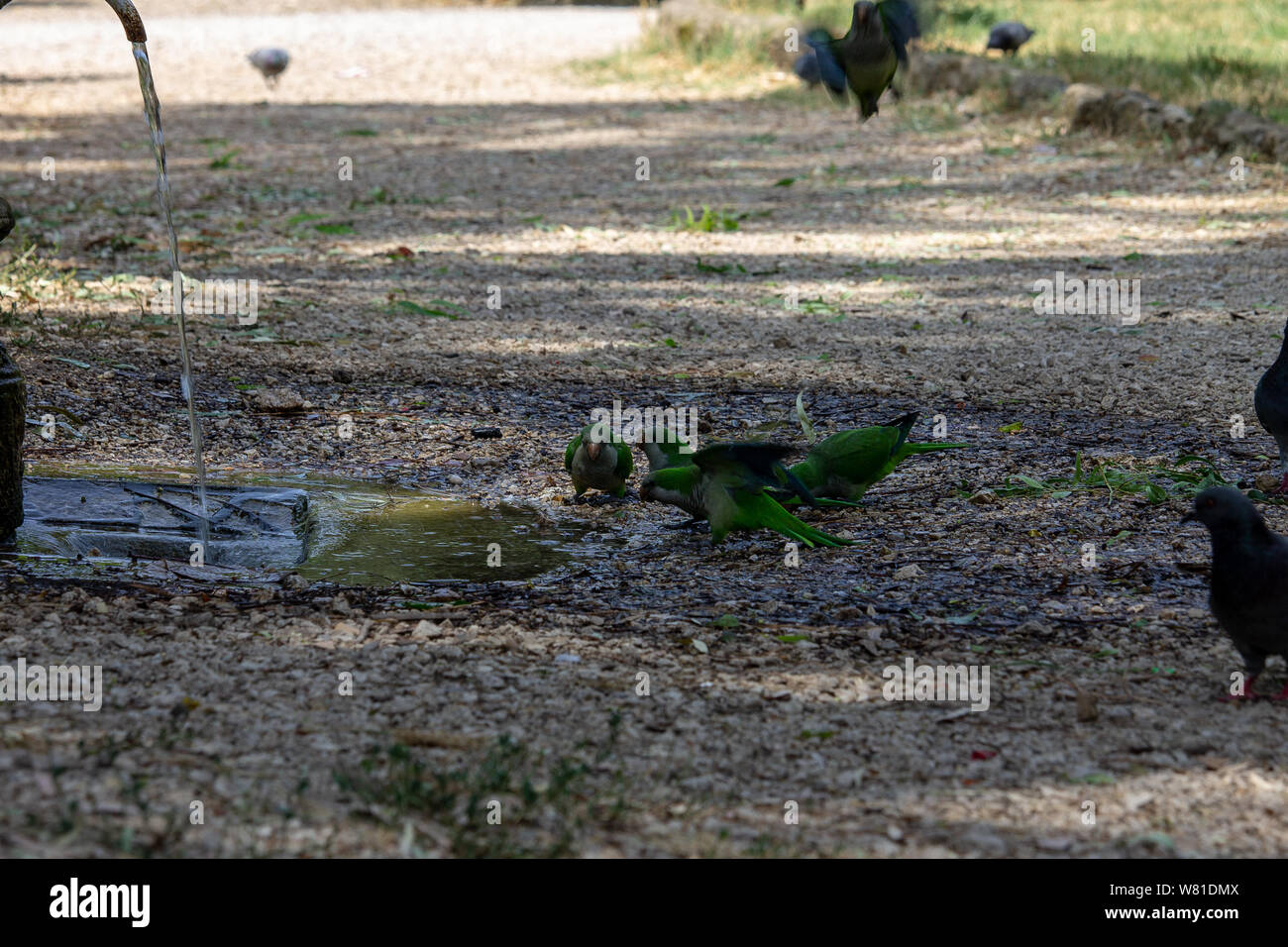 Rome Italy. 30 July 2019. Parrots cool off from the hot weather by