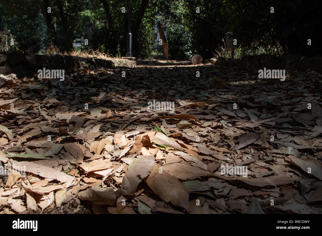 Rome Italy. A ray of sunshine hits the many leaves piled in a park