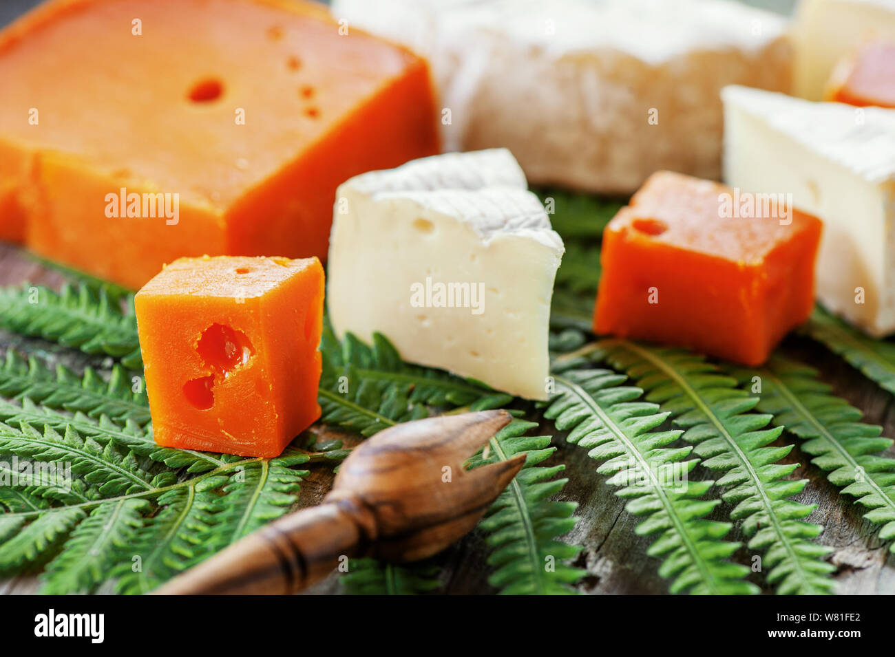 Delicacies, spicy cheeses. Red cheddar and Camembert brie , on a beautiful textured vegetable background is a savory snack for gourmets. Selective foc Stock Photo