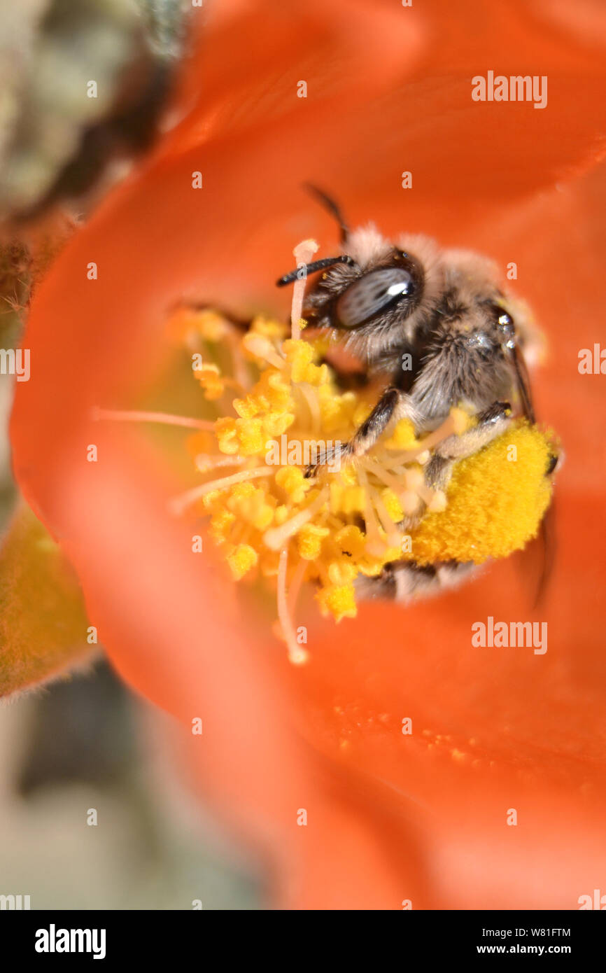 Yellow and black bee hi-res stock photography and images - Alamy
