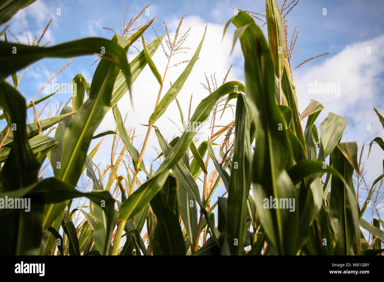 Corn Stalks against Cloudy Sky, Low Angle View Stock Photo
