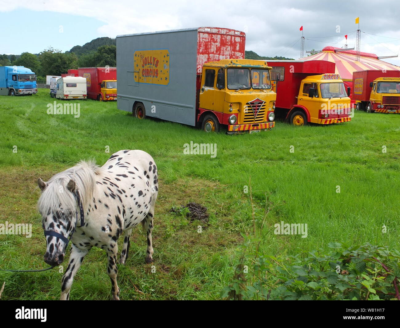 Pony tethered in a field by vans belonging to Peter Jolly's Circus, one of the few remaining circuses in UK to still use live animals. Stock Photo