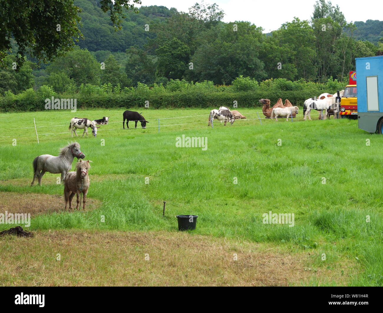 Animals including ponies and a camel graze in a field belonging for Peter Jolly's Circus, one of the few remaining circuses in UK to use live animals Stock Photo