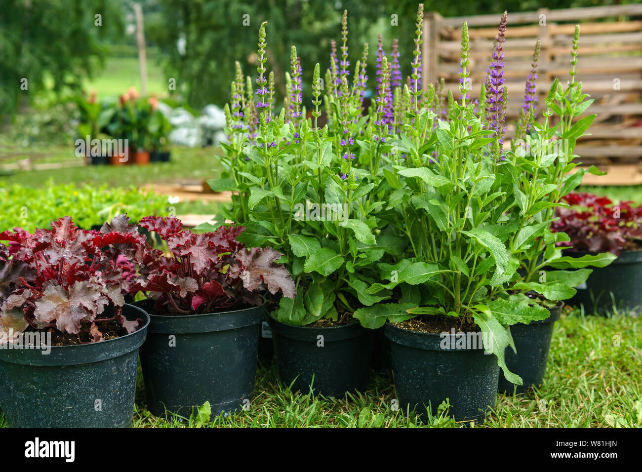 ornamental potted plants prepared for planting in open ground, outdoor Stock Photo