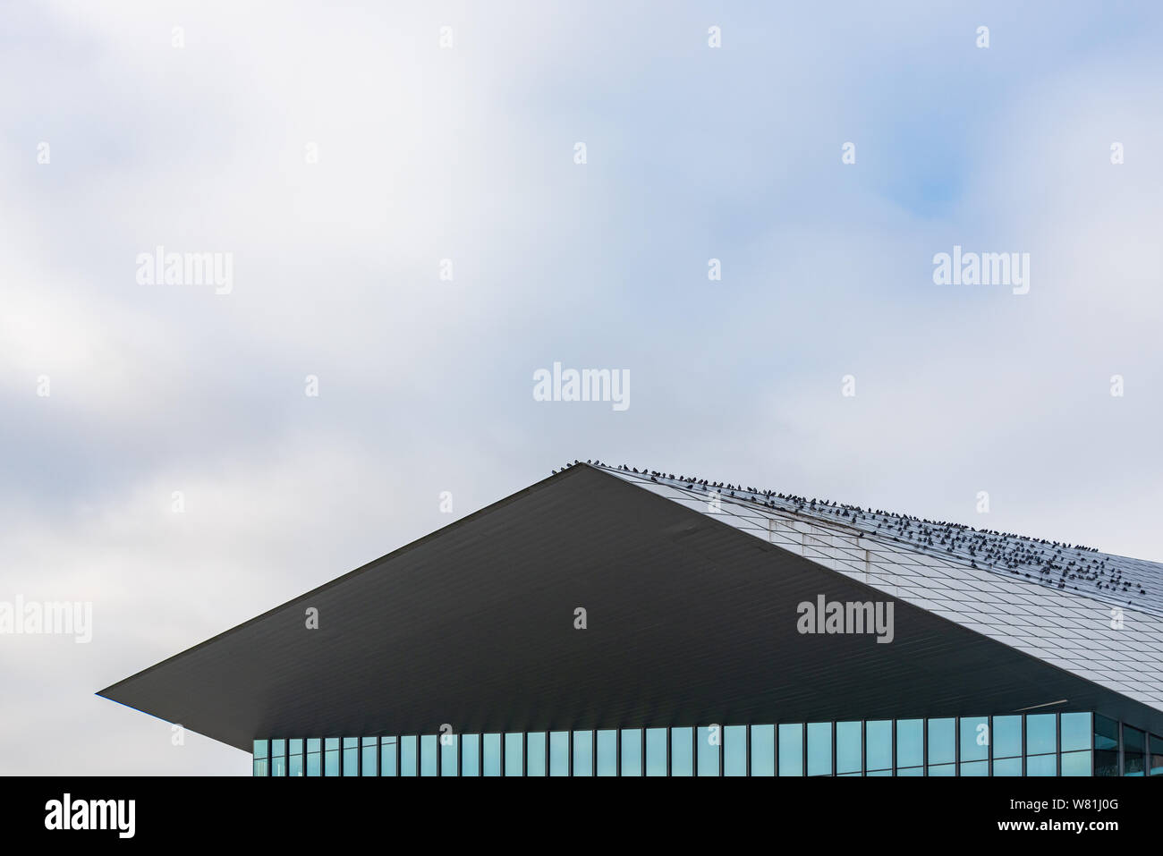 Group of birds on the black composite panels roof of modern contemporary architecture. Stock Photo