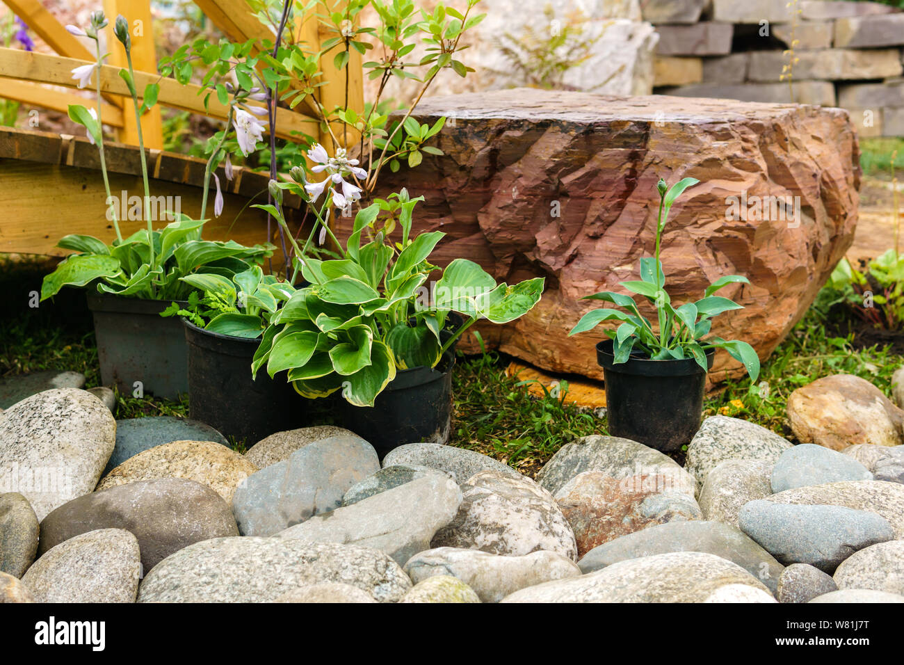 Ornamental grass rockery garden hires stock photography and images Alamy