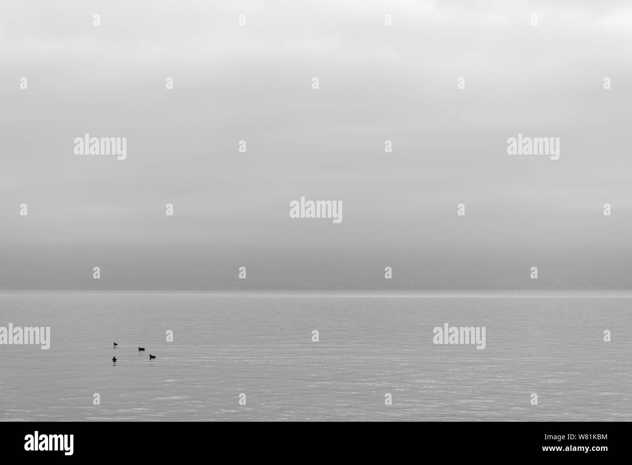 Beautiful tranquil background black and white tone of misty and cloudy lake  Geneva, Lausanne ,Switzerland with four swan or birds swim on the lake  Stock Photo - Alamy
