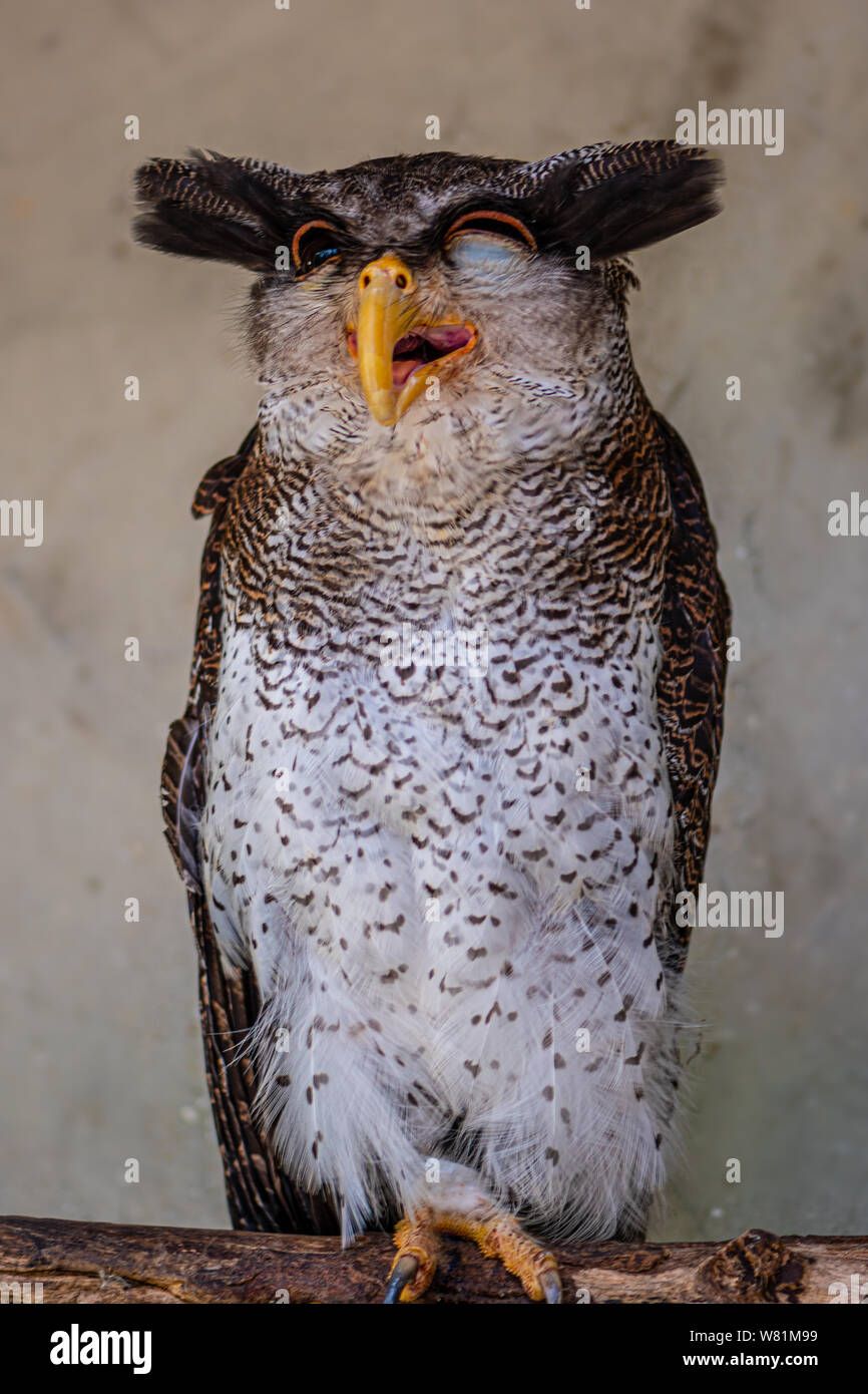 Barred eagle-owl, Bubo sumatranus with one eye partially closed Stock Photo