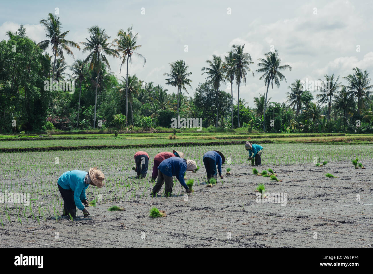 Farm workers planting rice in Indonesia Stock Photo - Alamy