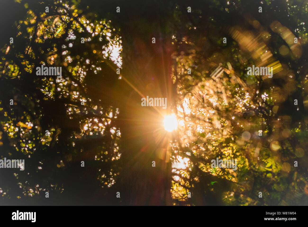 The sun burst though the trees creating a beautiful ray of light among
