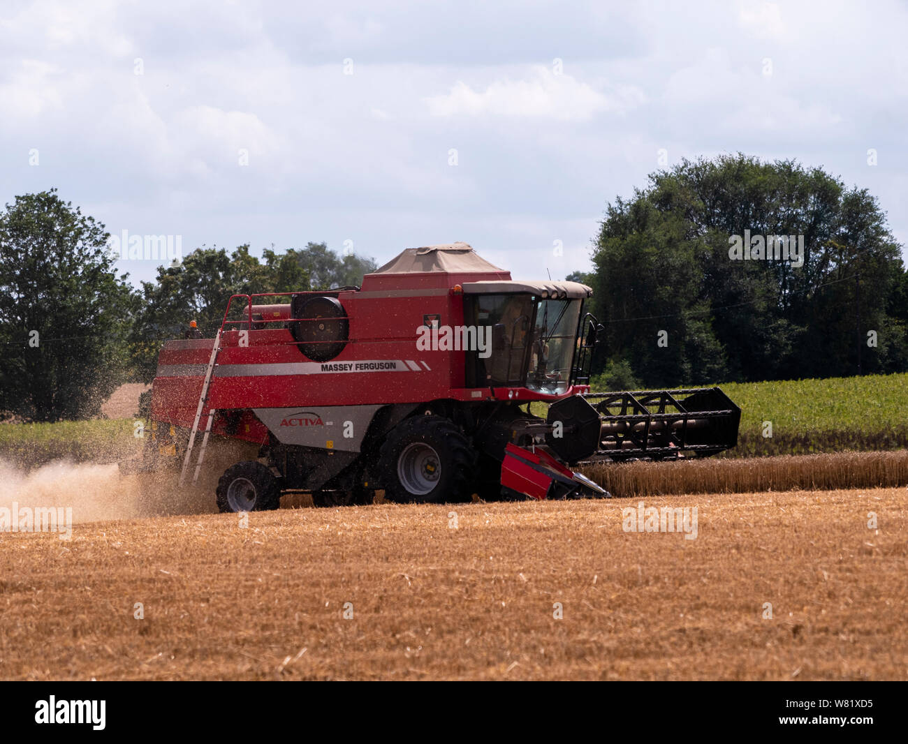 Harvesting wheat in Essex 2019. Combine harvesters race to get the