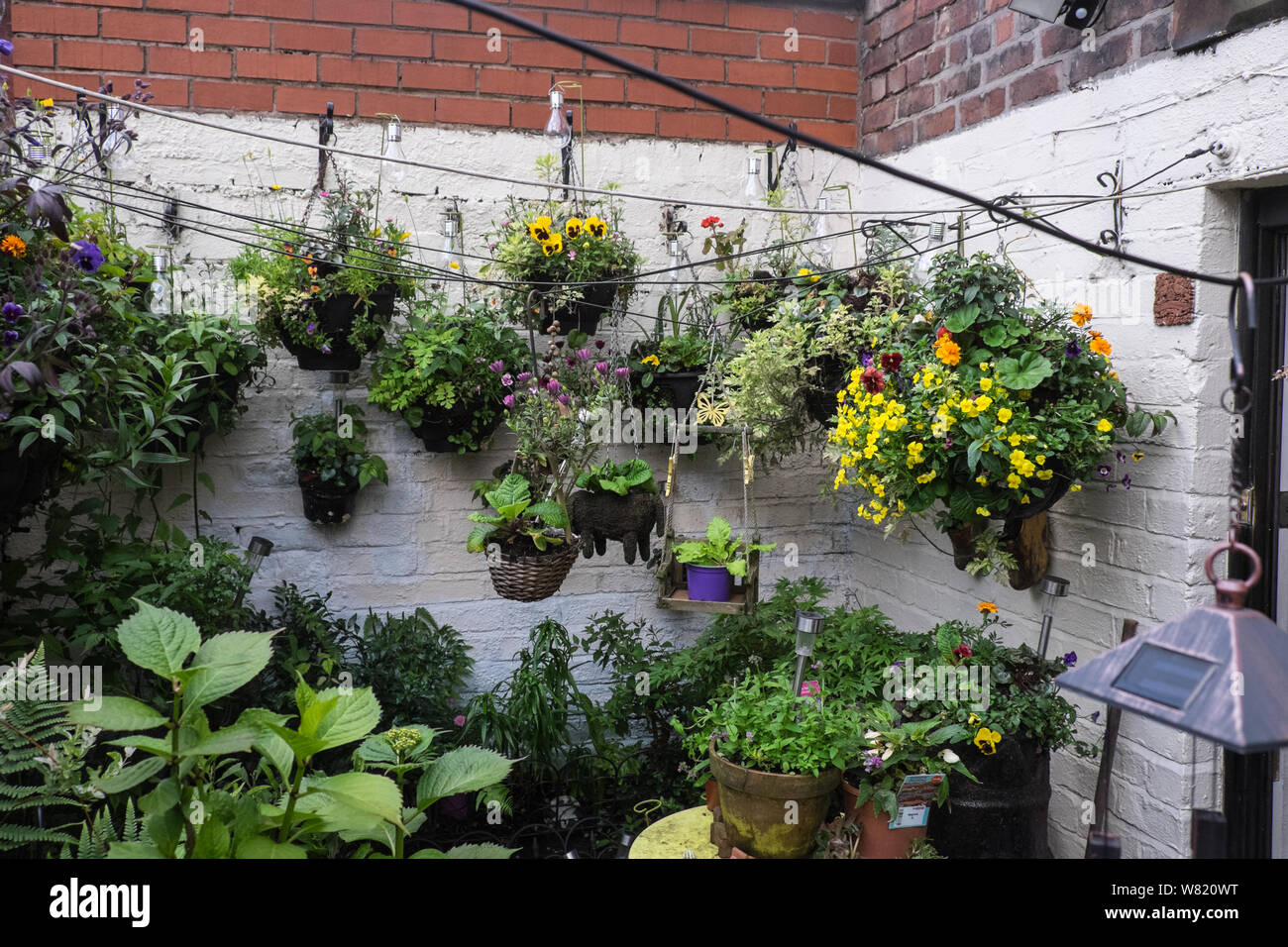 Hanging baskets,in,limited,space,yard,backyard,area,garden,floral,flowers,gardening,hobby,pleasure,enjoyment,Liverpool,UK,GB,Britain,British, Stock Photo