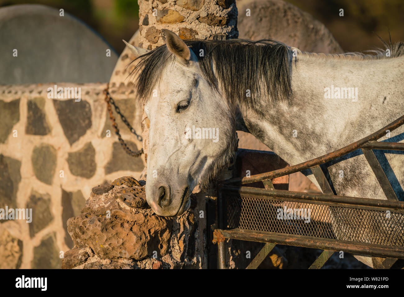 a grey horse peering over a horseshoe decorated gate at the entrance to a ranch in mexico Stock Photo