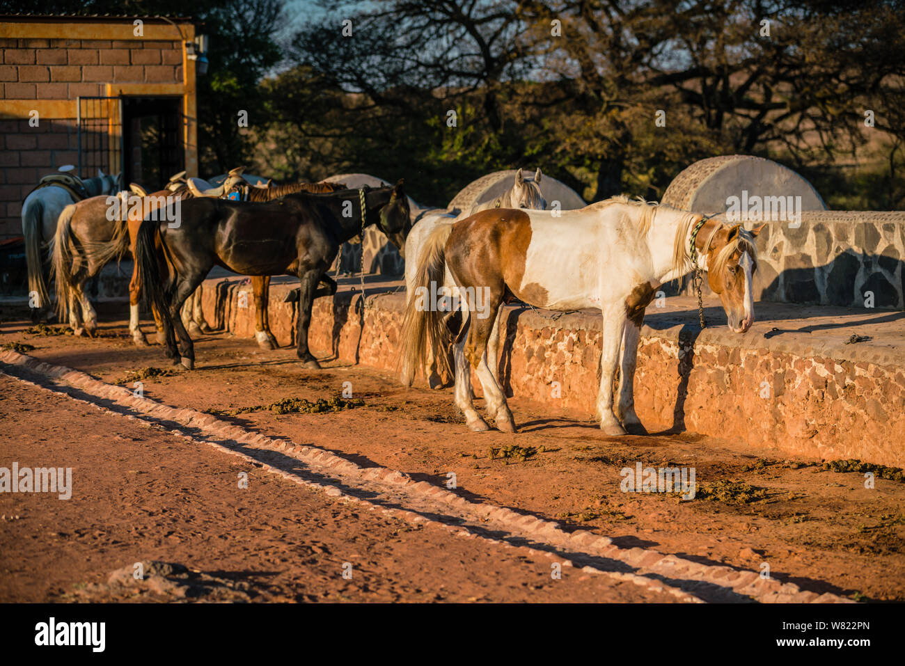 horses in a paddock on a working ranch in mexico at sundown Stock Photo