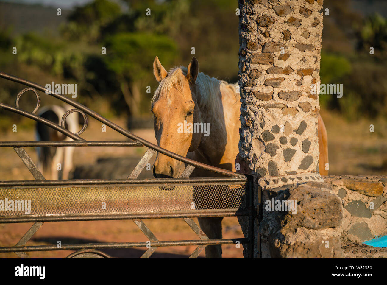 skewbald - brown and white and piebald - black and white horses in a field in mexico Stock Photo