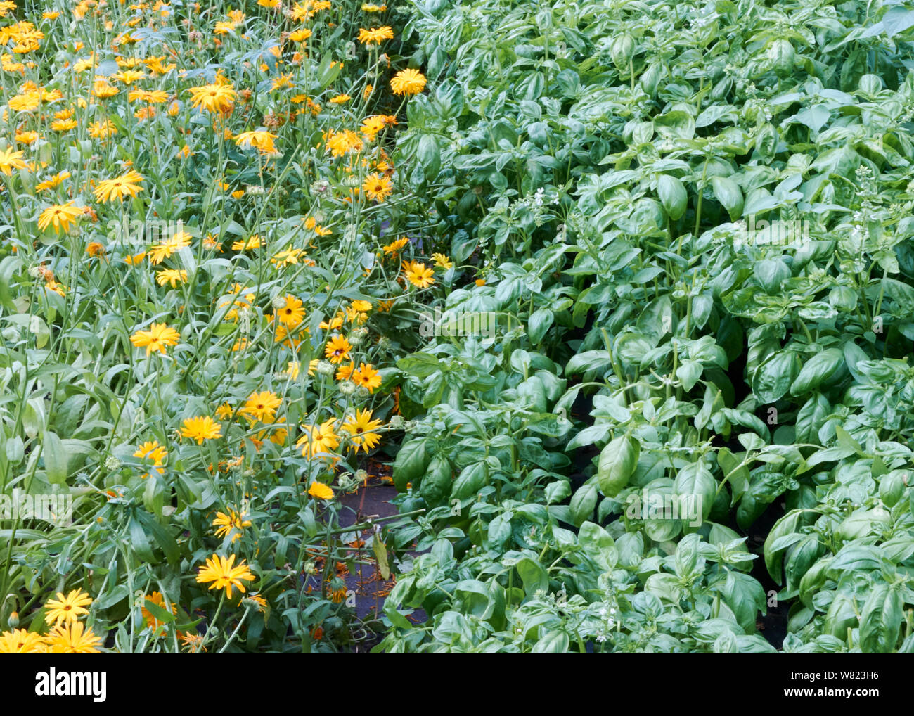 An organic farm in Oxfordshire illustrating crops, pest control, diversity  of crops, cultivation methods, harvesting, and production of "veggie" boxes  for consumers Stock Photo - Alamy