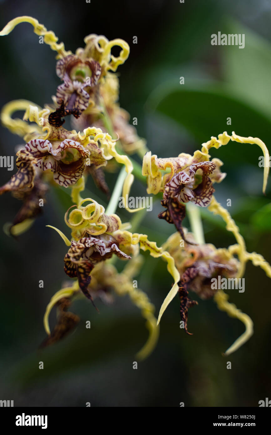 Orchid show at the botanical gardens Stock Photo Alamy