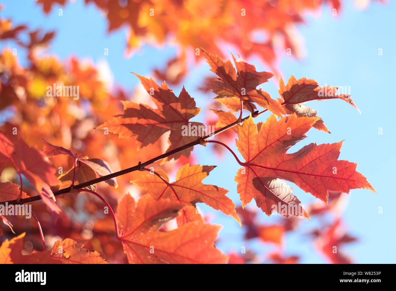 foliage of sweet maple tree in Fall season Stock Photo - Alamy