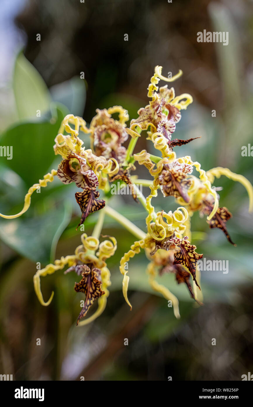 Orchid show at the botanical gardens Stock Photo Alamy