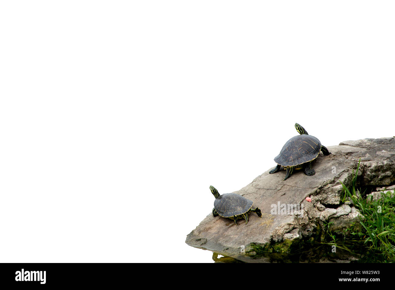 Brush painting turtle hi-res stock photography and images - Alamy