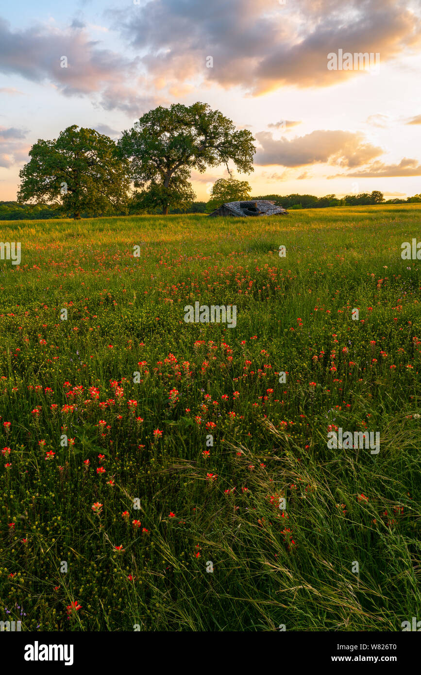 Sunset on the lush countryside south of Dallas, Texas. Stock Photo
