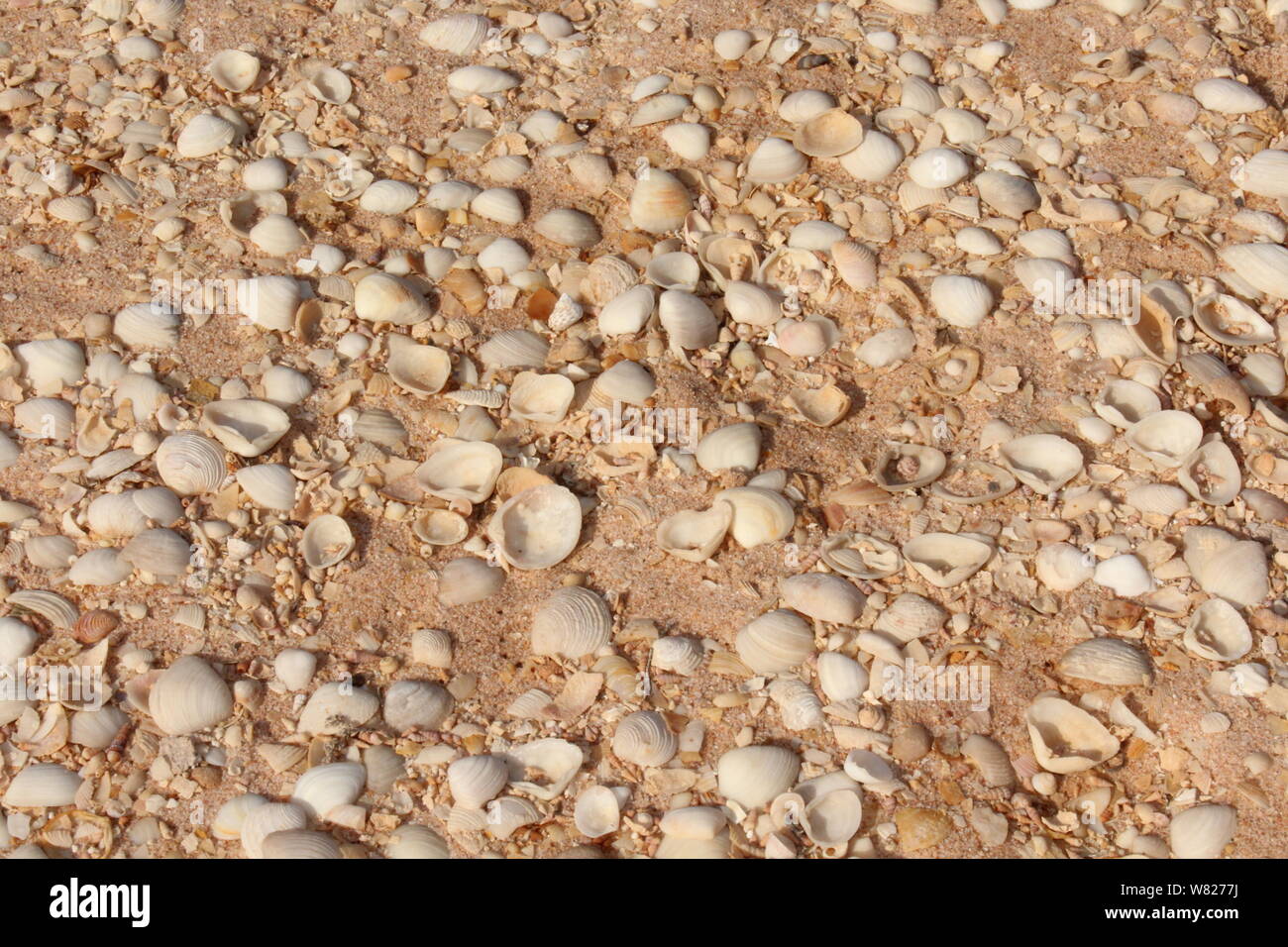 Arid Lands Beach Shells Seashells by the Desert Stock Photo Alamy