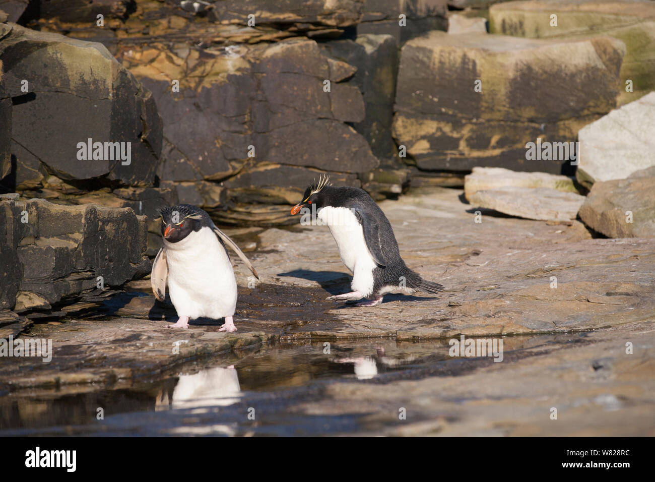 rockhopper penguins, sea lion island, falkland islands Stock Photo