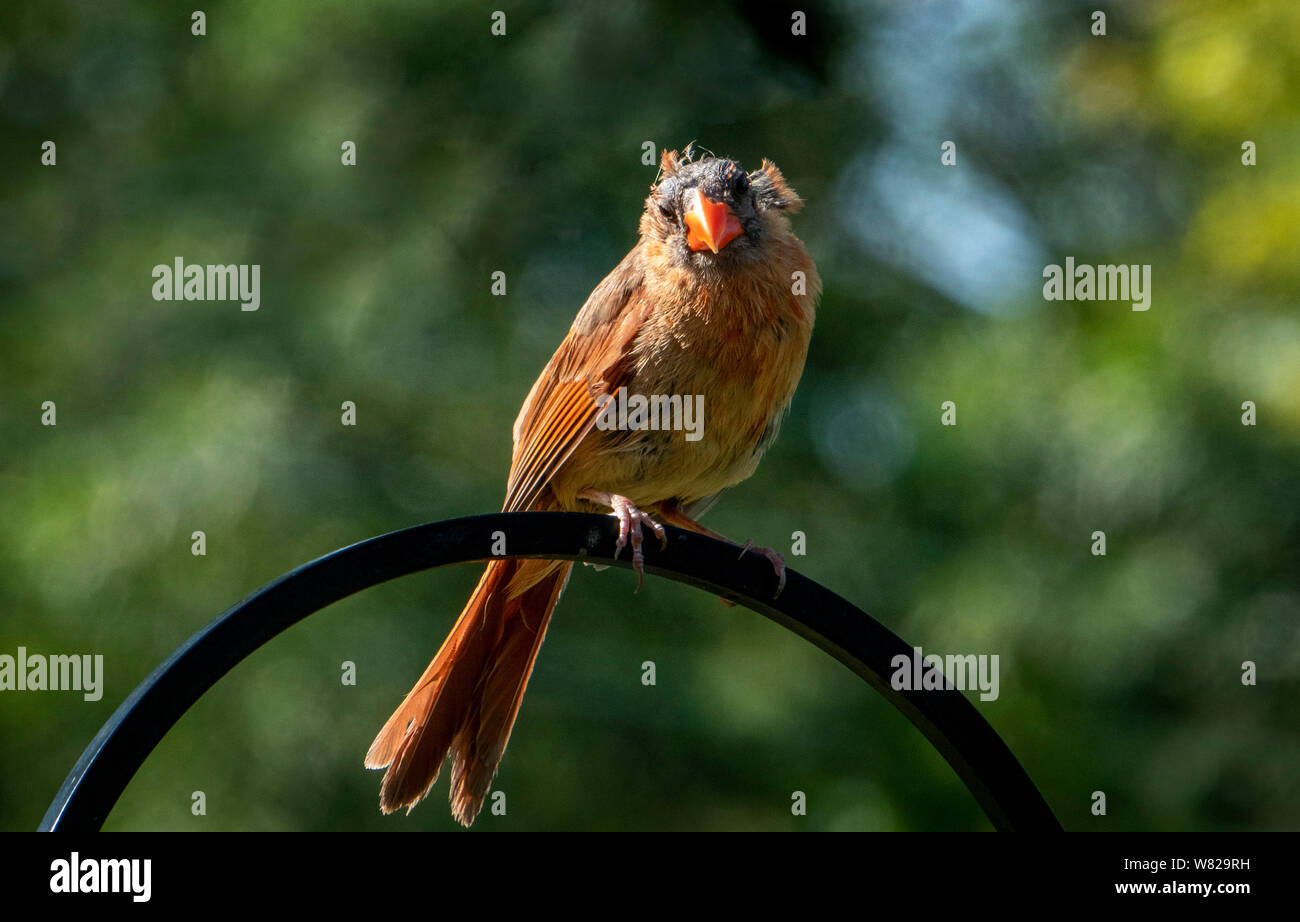 Shaggy head Stock Photo