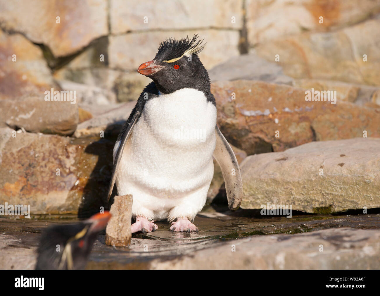 Rockhopper penguins on sea lion island, Falkland Islands, south atlantic Stock Photo