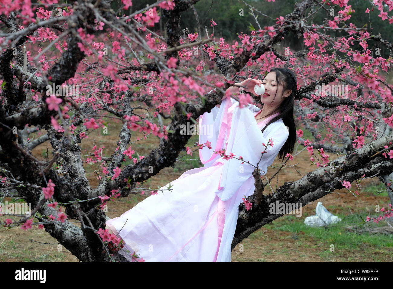Students dressed in Chinese Han costumes poses on a peach tree at
