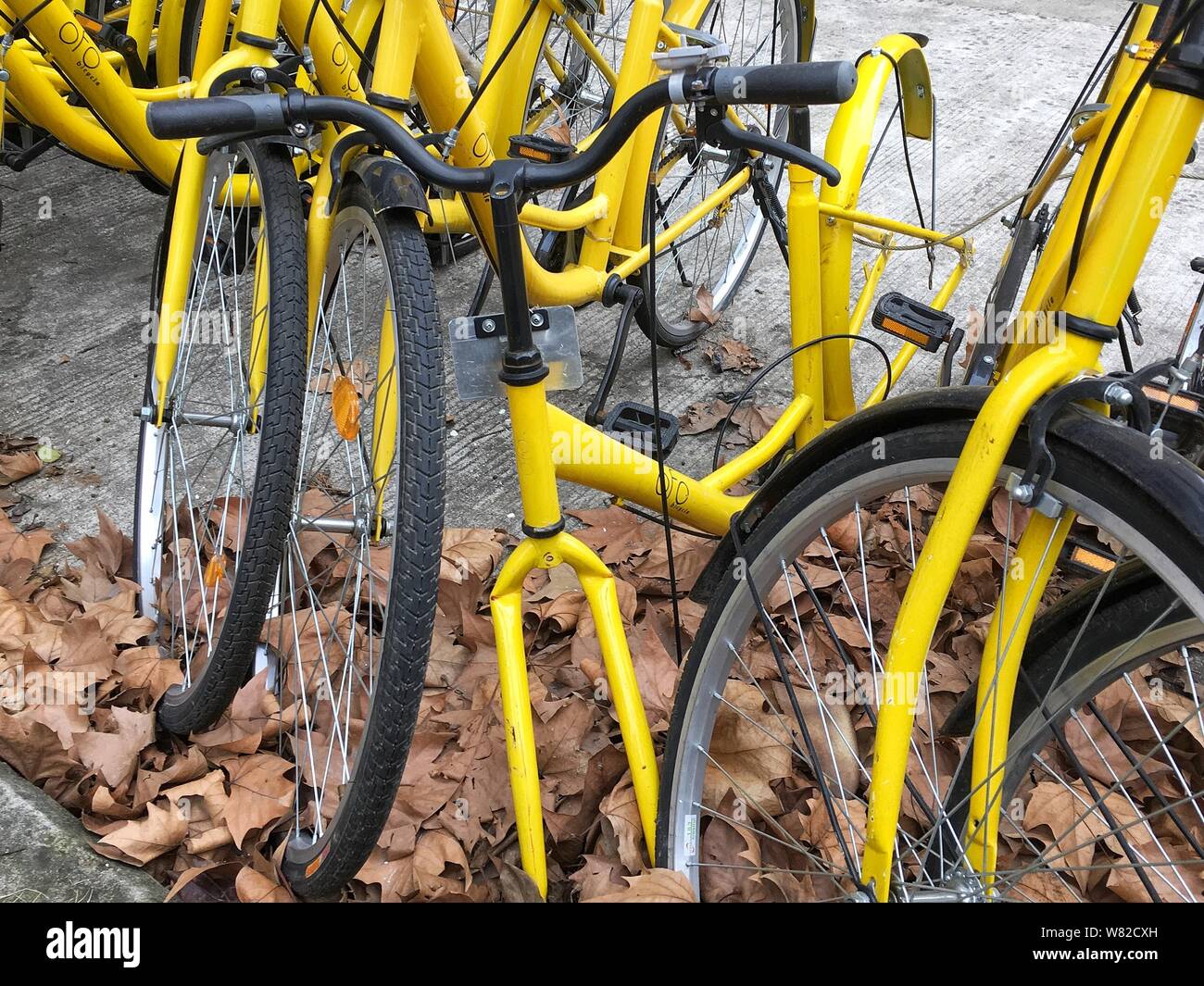 ofo cities