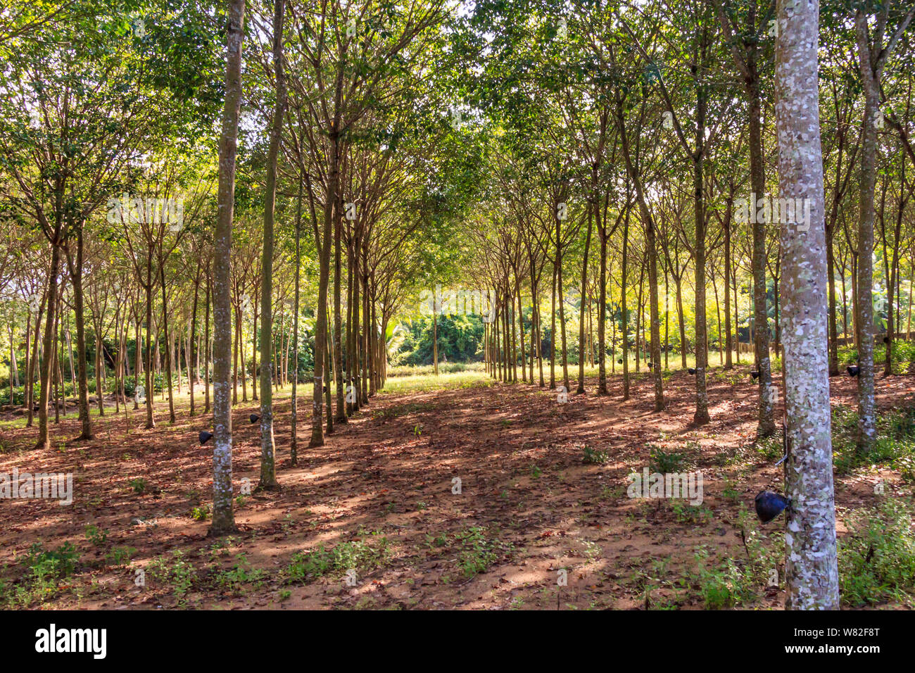 Rubber tree plantation hires stock photography and images Alamy