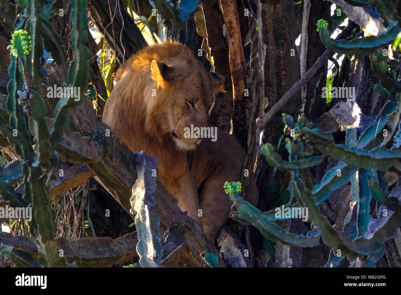 Lion sitting in the middle of trees near cactuses Stock Photo