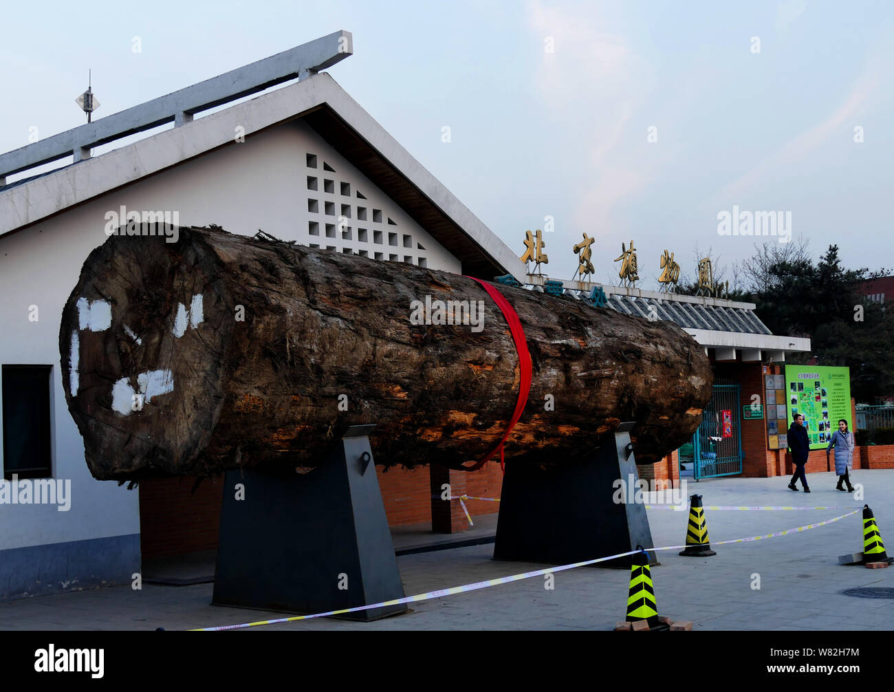 A piece of a giant phoebe nanmu tree is exhibited at Beijing Botanical Garden, Institute of Botany, Chinese Academy of Sciences in Beijing, China, 18 Stock Photo